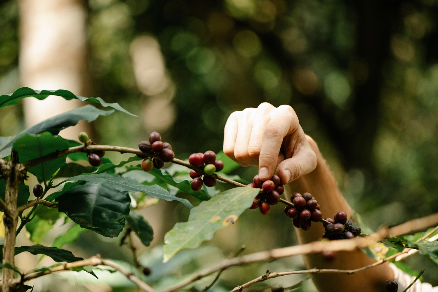 hạt c&agrave; ph&ecirc; đặc sản
