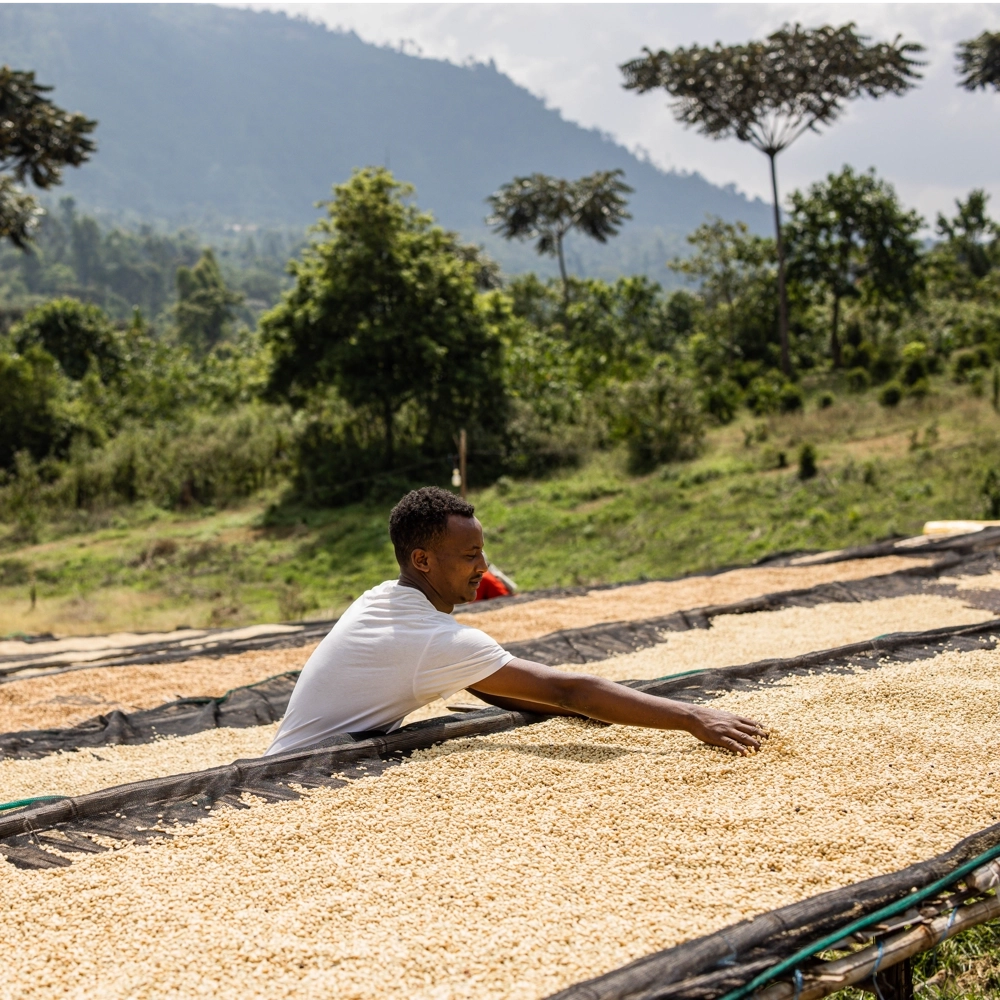 Ethiopia trong tách cà phê