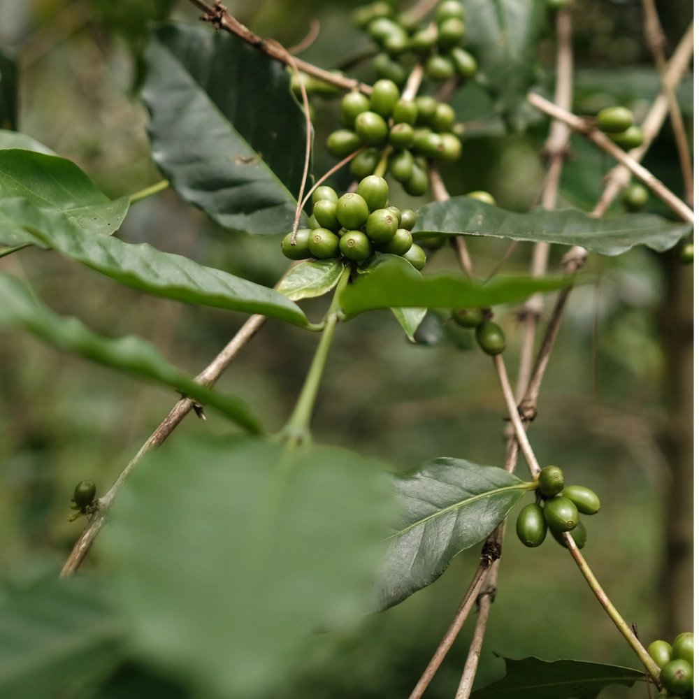 GIỐNG CÀ PHÊ