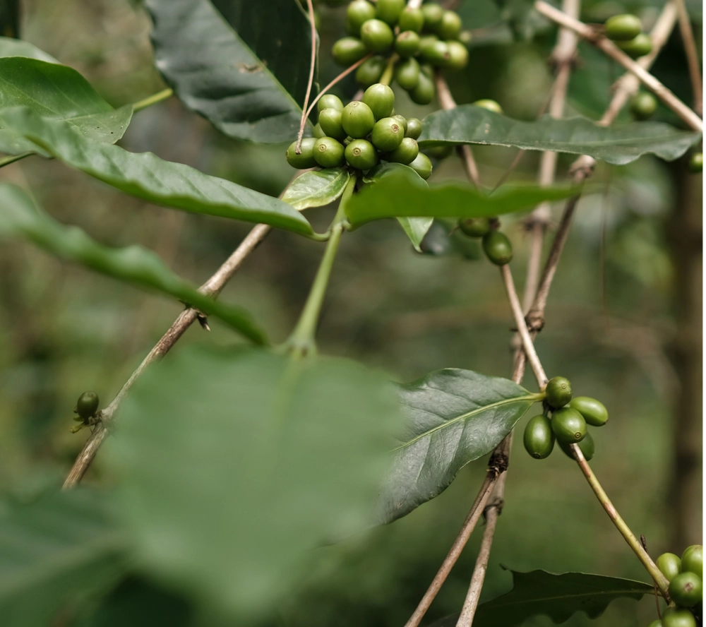Giống Cà Phê