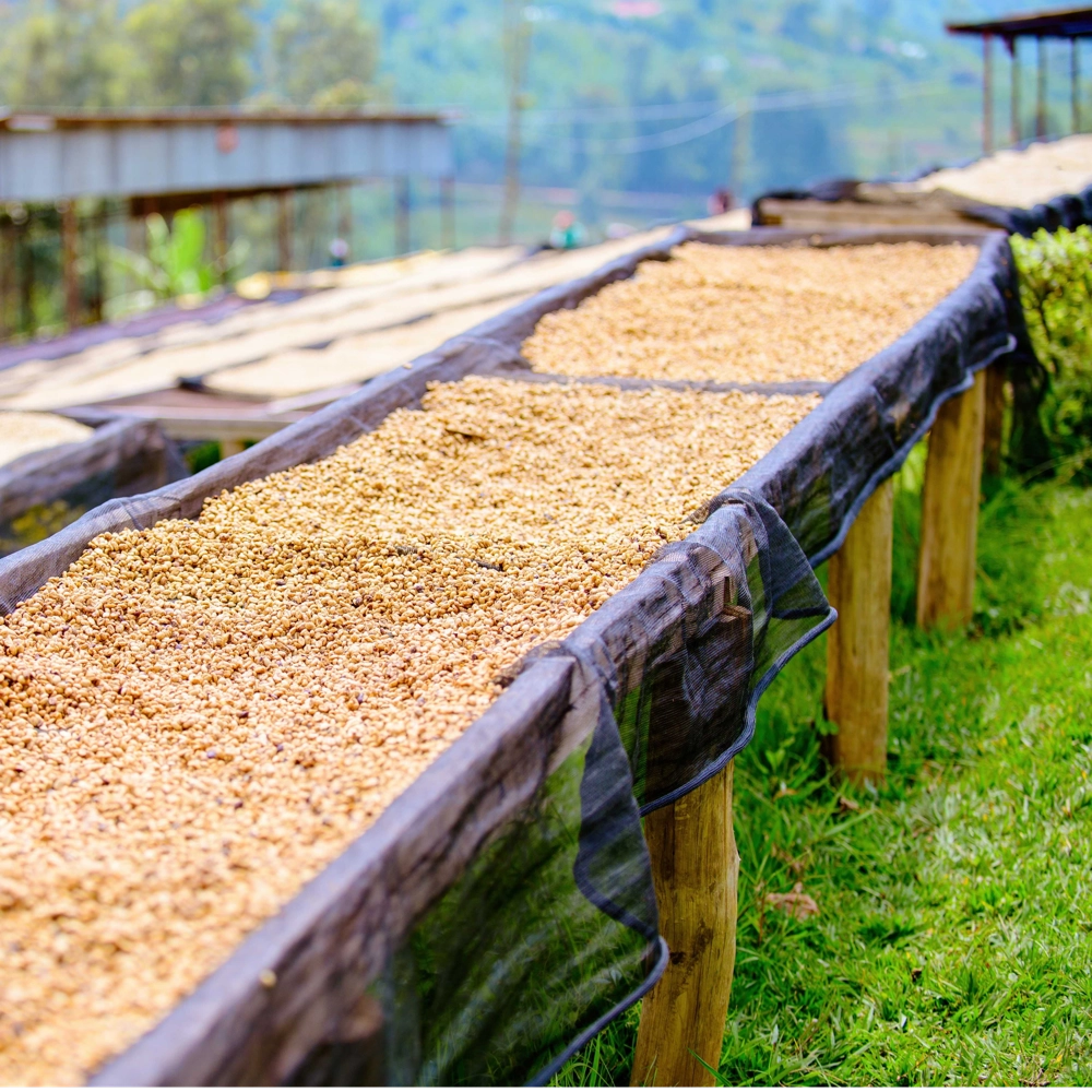 KENYA TRONG MỘT TÁCH CÀ PHÊ