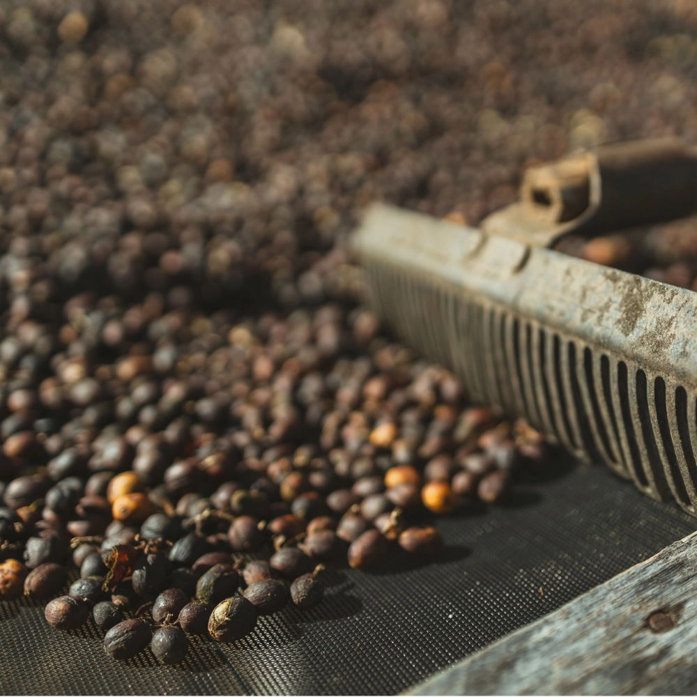 BRAZIL & NATURAL PROCESS