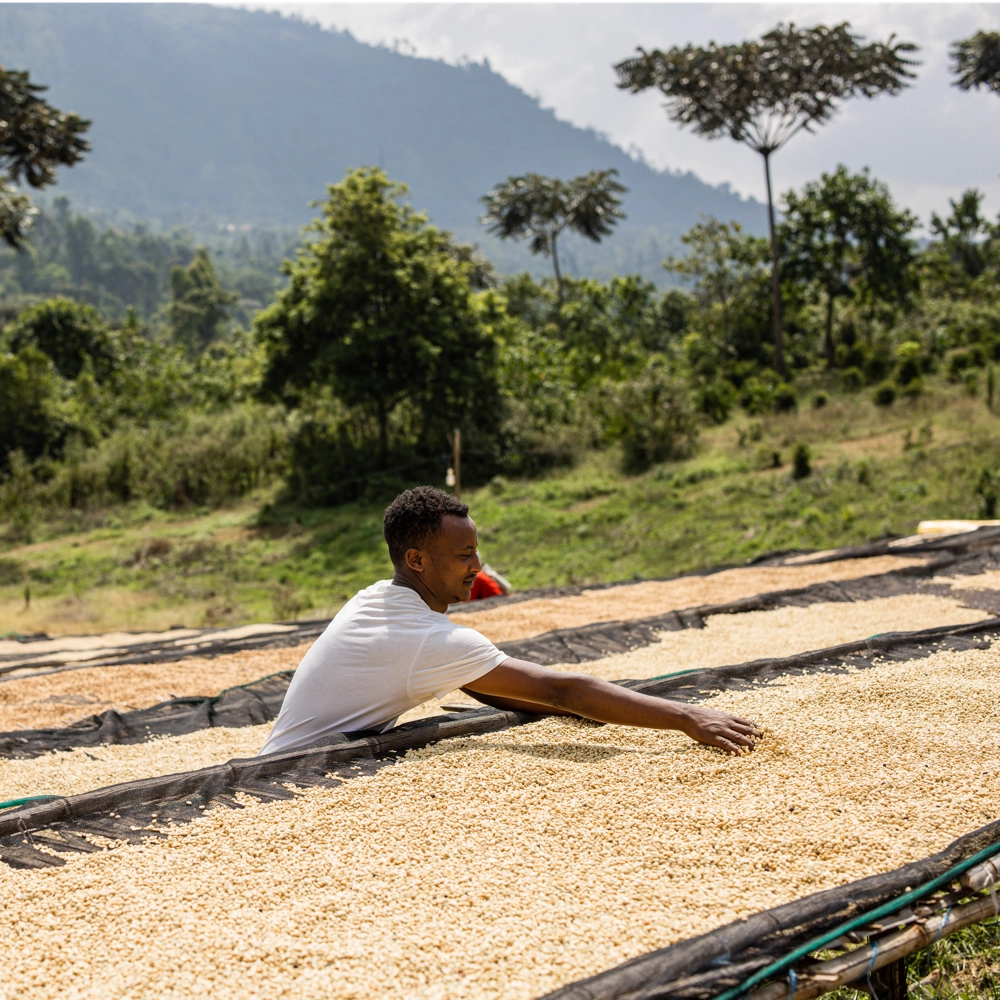SƠ CHẾ CÀ PHÊ KENYA