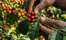 Coffee Knowledge Cà Phê Đặc Sản (Specialty Coffee) — Một Hành Trình Từ Đất Đến Tách
