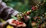Chuyện Cà phê Ethiopia Coffee – Khám Phá Cà Phê Ethiopia